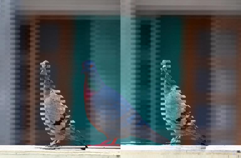 Rare Owls Spotted Nesting in Urban High-Rise for First Time